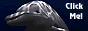 dolphin88x31.gif (4625 bytes)