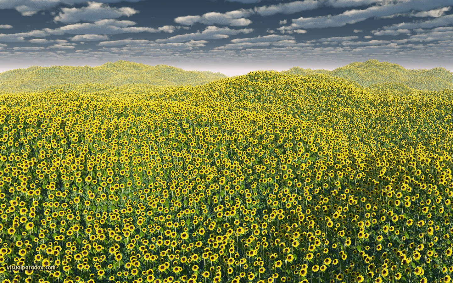 sunflowers, flowers, helianthus annuus, plants, field, clouds, flower, sunflower, 3d, wallpaper, widescreen