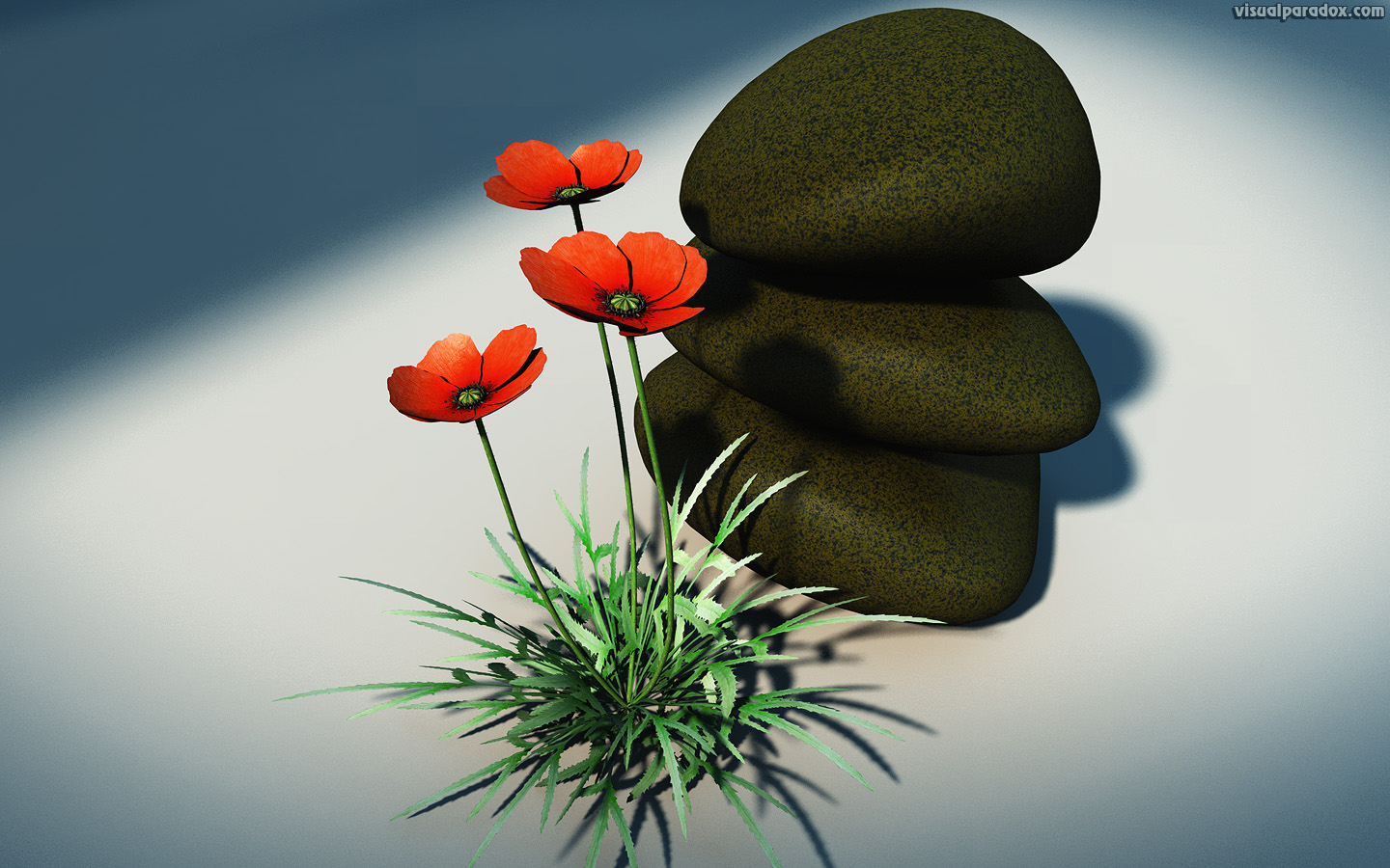 poppy, papaver, orientale, rhoeas, bloom, blossom, decorative, design, rocks, flora, floral, flower, nature, petal, plant, still life, poppy, red, rural, wild, wildflower, 3d, wallpaper, widescreen