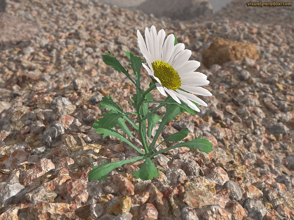flower, wildflower, petal, weed, lonely, struggle, survive, Shasta, lazy, daisies, rocks, gravel, aggregate, lone, 3d, wallpaper