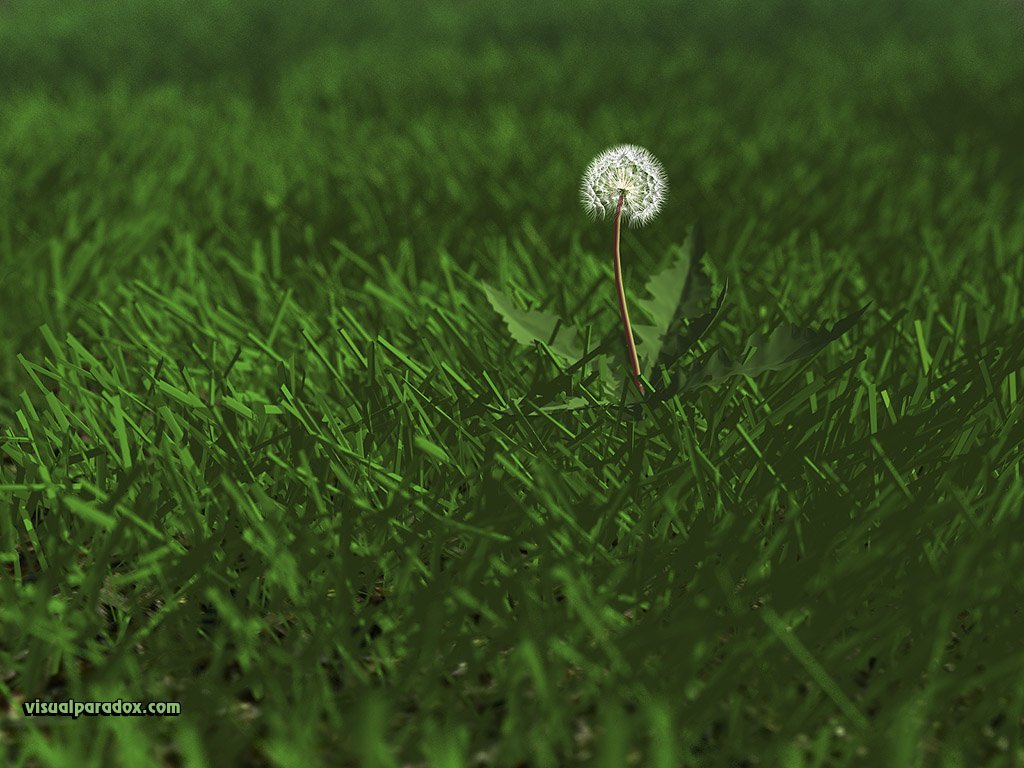 weed, flower, grass, lawn, yard, dandylion, seeds, plants, green, 3d, wallpaper