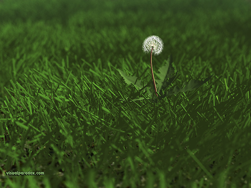 weed, flower, grass, lawn, yard, dandylion, seeds, plants, green, 3d, wallpaper