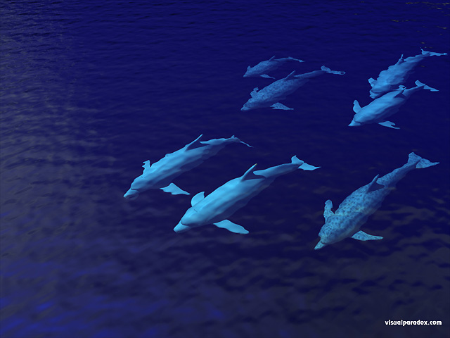 Free 3D Wallpaper 'Dolphin Pod' 640x400