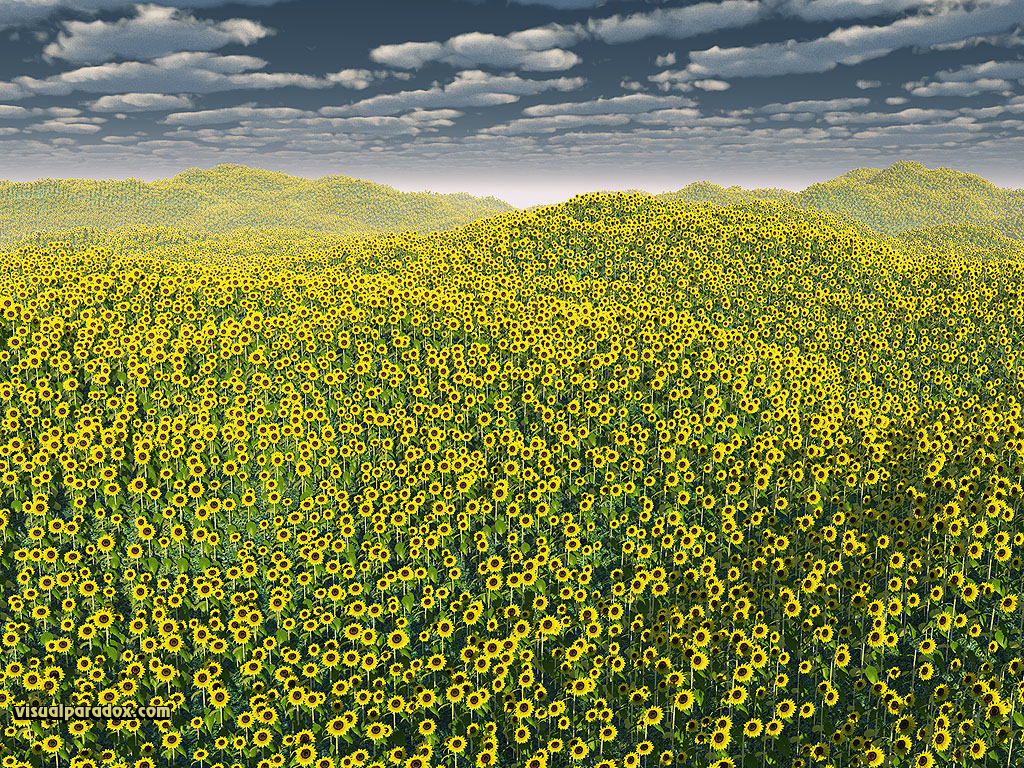 sunflowers, flowers, helianthus annuus, plants, field, clouds, flower, sunflower, 3d, wallpaper