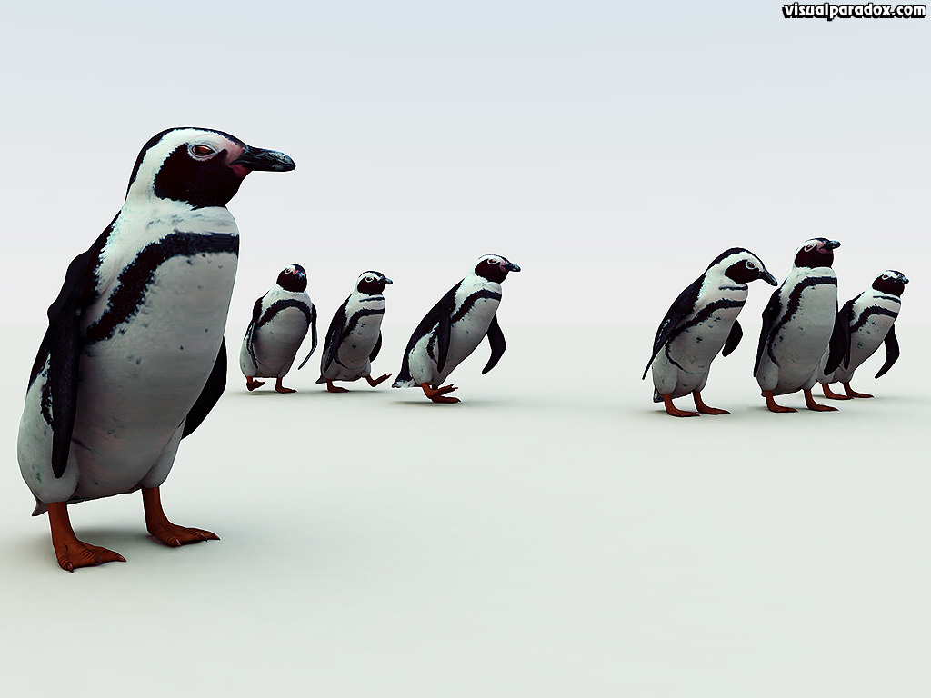penguin. south, african, pengy, pole, cold, snow, emperor, flightless, birds, penguins, 3d, wallpaper