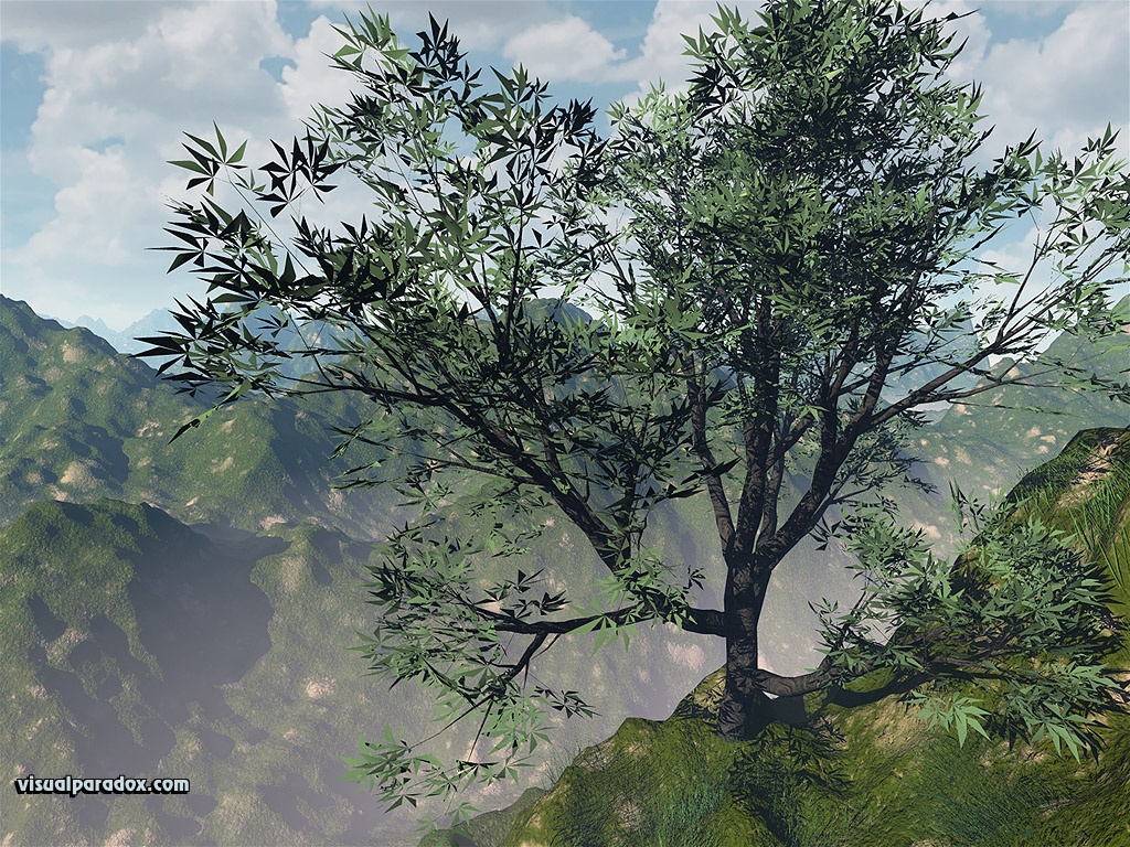 alone, single, bonsai, mountain, valley, leaves, crag, trees, Lone Tree