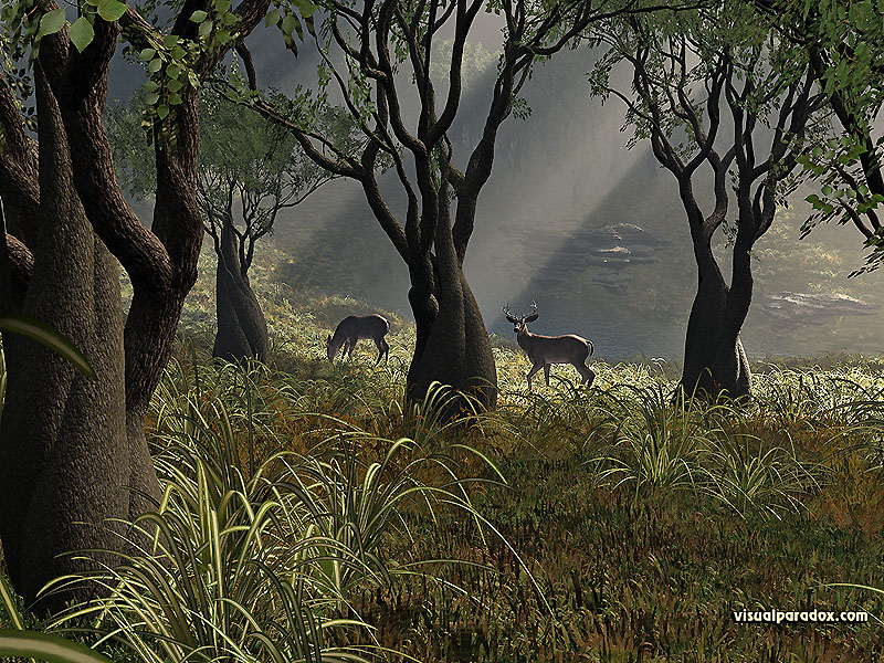 deer, crooked, forest, woods, glen, sun, rays, grass, trees, lake, buck, doe, 3d, wallpaper