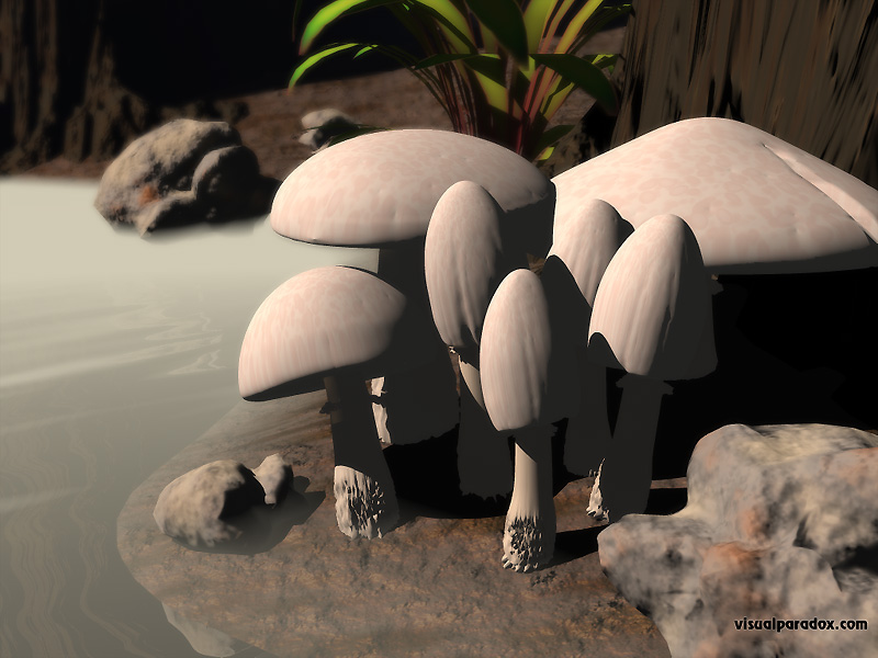 toad stools, shroomies, fungus, spores, swamp, decay, bog, toadstool, mushroom,, 3d, wallpaper