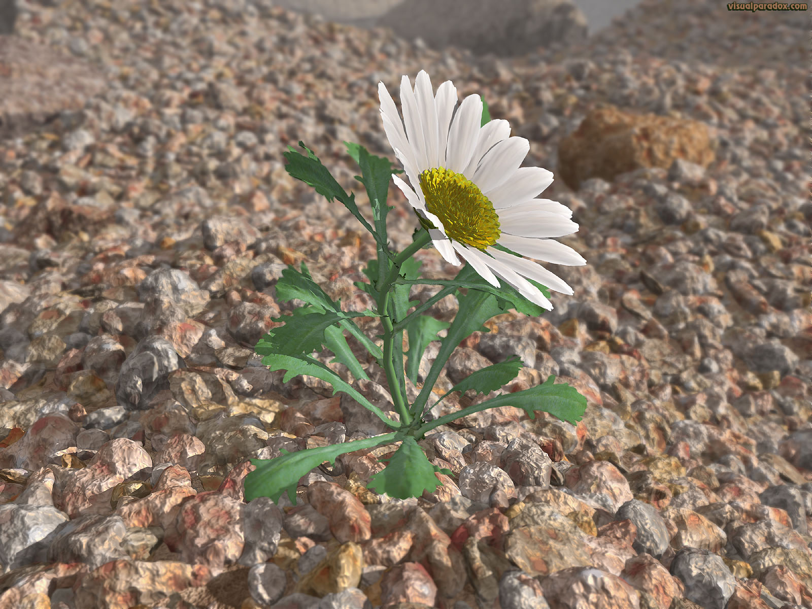 flower, wildflower, petal, weed, lonely, struggle, survive, Shasta, lazy, daisies, rocks, gravel, aggregate, lone, 3d, wallpaper