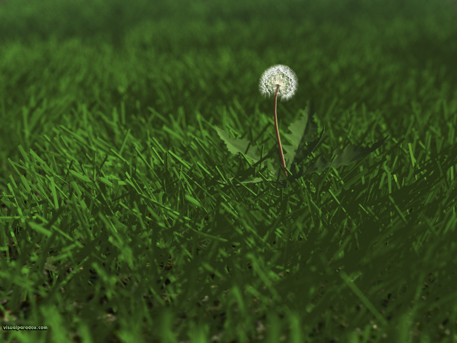 weed, flower, grass, lawn, yard, dandylion, seeds, plants, green, 3d, wallpaper