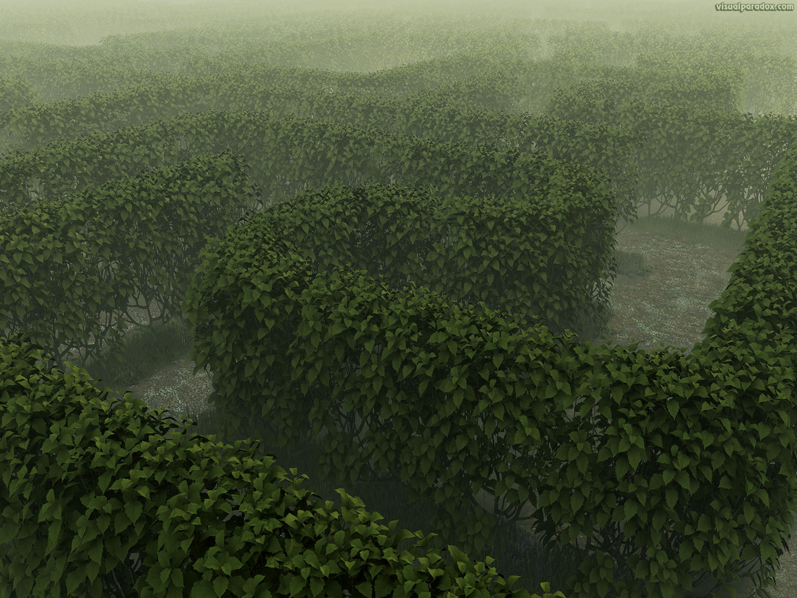 garden, path, labyrinth, deadend, lost, haze, fog, bush, shrub, solve, 3d, wallpaper