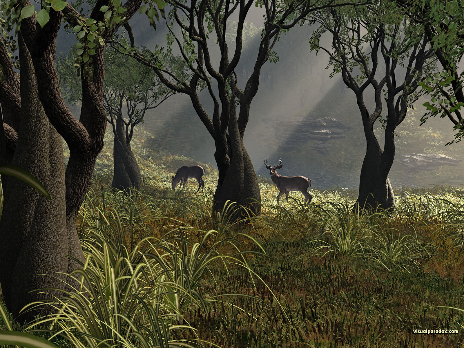 deer, crooked, forest, woods, glen, sun, rays, grass, trees, lake, buck, doe, 3d, wallpaper