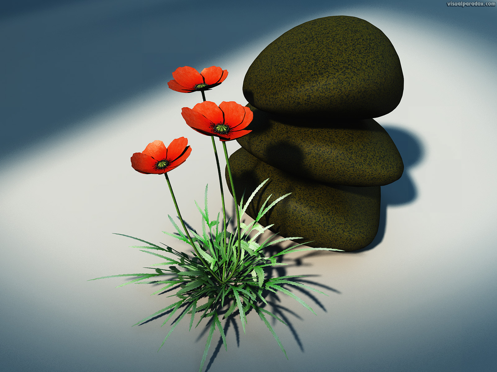 poppy, papaver, orientale, rhoeas, bloom, blossom, decorative, design, rocks, flora, floral, flower, nature, petal, plant, still life, poppy, red, rural, wild, wildflower, 3d, wallpaper