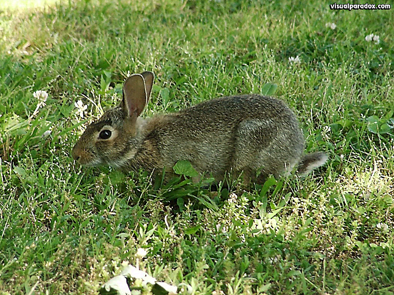 Bunnyrabbit