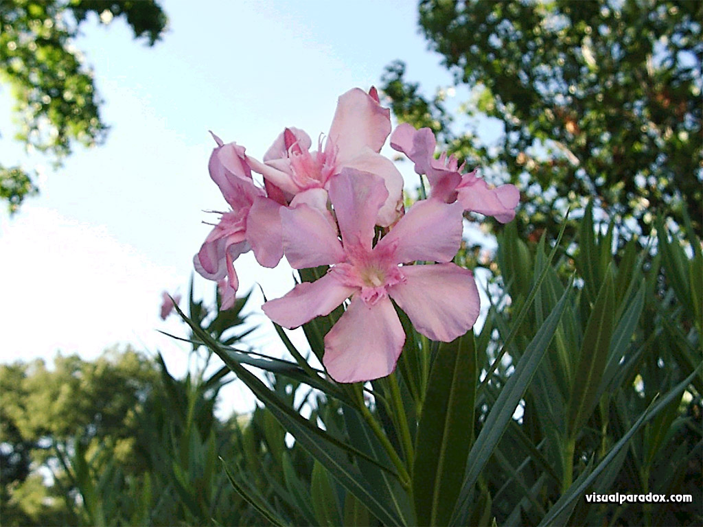 'Flowers' 1024x768 Free 3D Wallpaper
