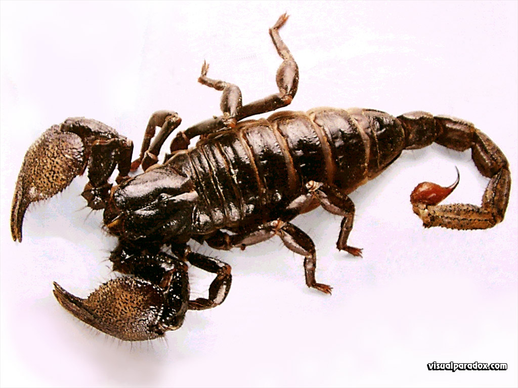 scorpion pictures lookalike