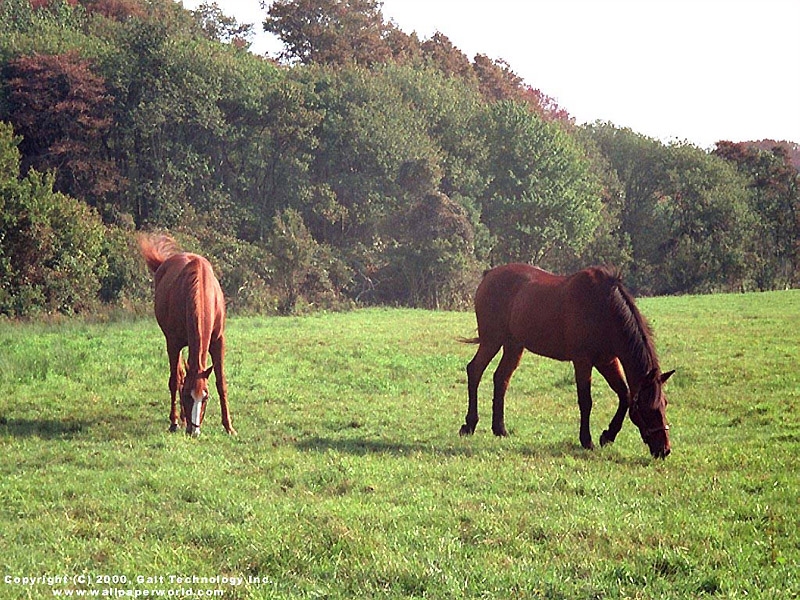 'Horses' 800x600 Free 3D Wallpaper