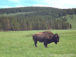 'Buffalo' Wallpaper