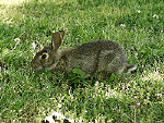 'Bunny Rabbit' Wallpaper