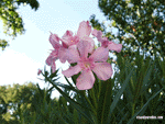 Flowers Wallpaper