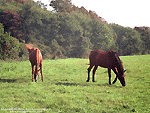 'Horses' Wallpaper