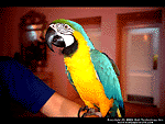 'Parrot' Wallpaper