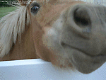 'Pony' Wallpaper