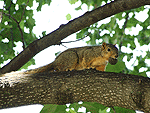 'Squirrel' Wallpaper