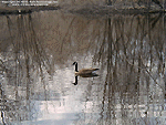 'Canadian Goose' Wallpaper