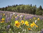 Wild Flowers Wallpaper