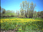 Yellow flowers Wallpaper