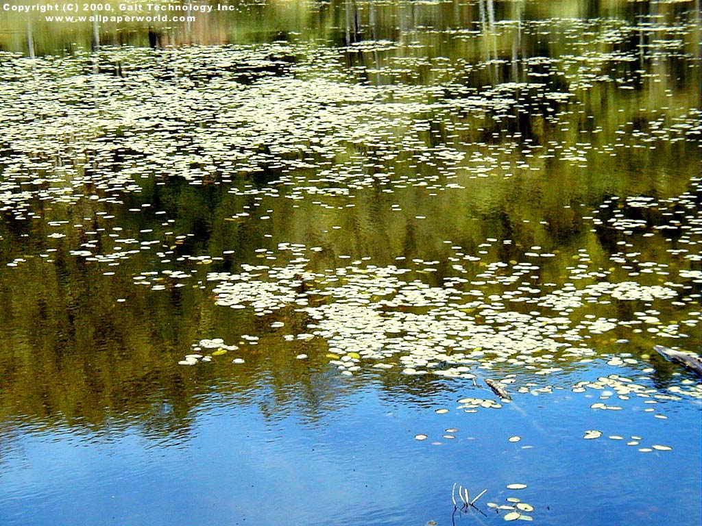 'Lilypads' 1024x768 Free 3D Wallpaper