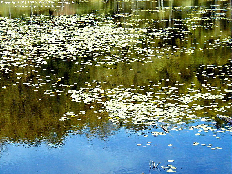 'Lilypads' 800x600 Free 3D Wallpaper