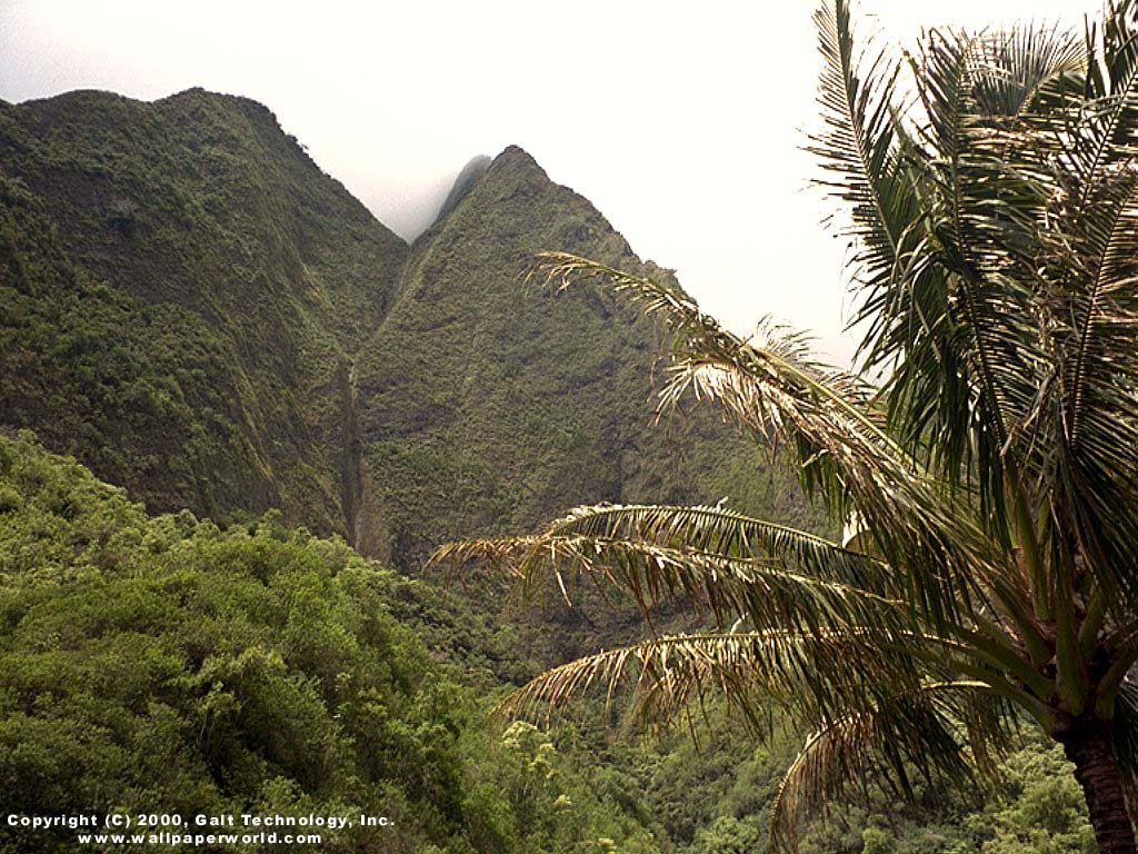 'Mountain Palm' 1024x768 Free 3D Wallpaper