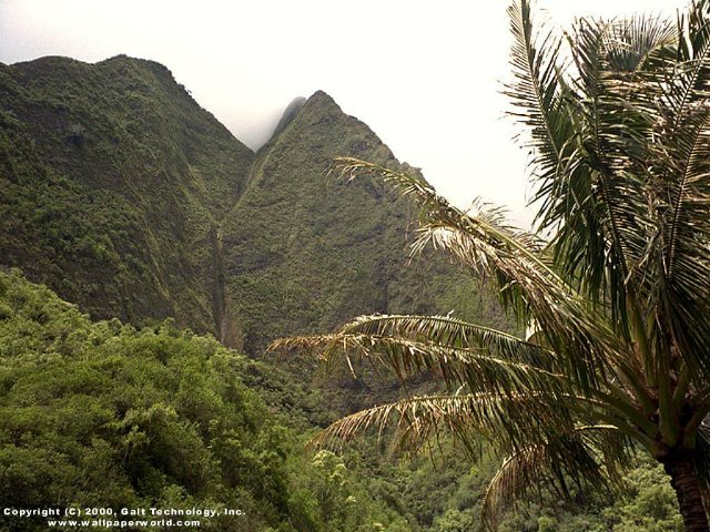 'Mountain Palm' 640x480 Free 3D Wallpaper