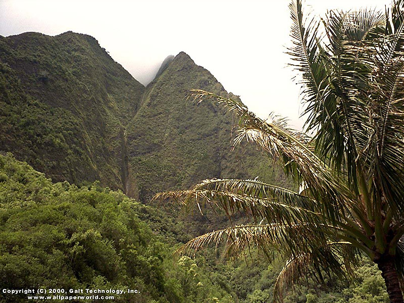 'Mountain Palm' 800x600 Free 3D Wallpaper