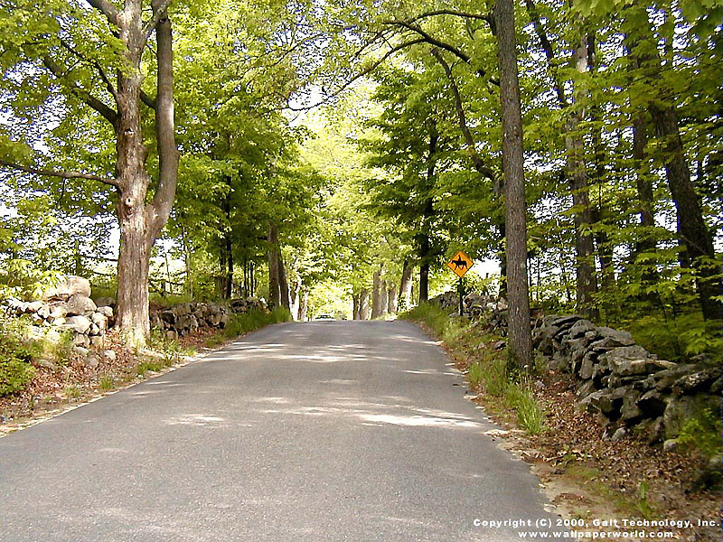 'Forest Road' 800x600 Free 3D Wallpaper