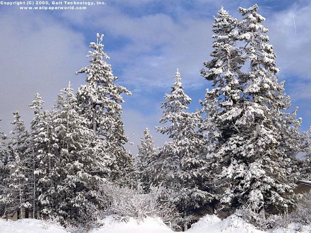 'Snow on the Trees' 640x480 Free 3D Wallpaper