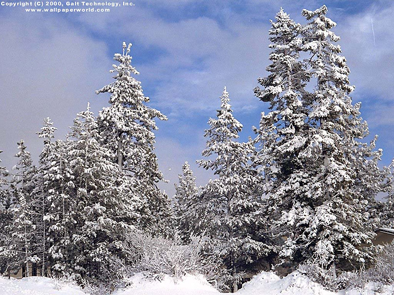 'Snow on the Trees' 800x600 Free 3D Wallpaper