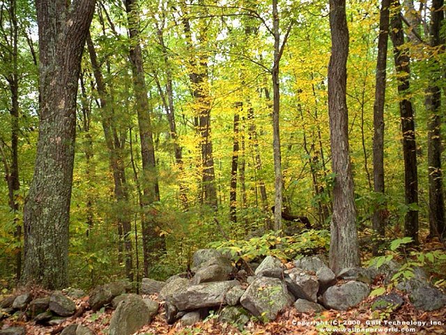 'Rocks and Trees' 640x480 Free 3D Wallpaper