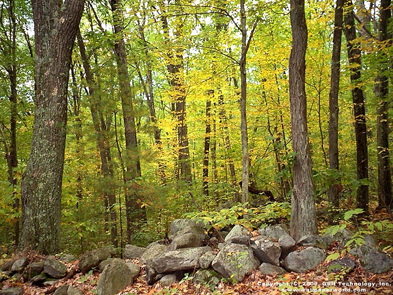 'Rocks and Trees' 800x600 Free 3D Wallpaper