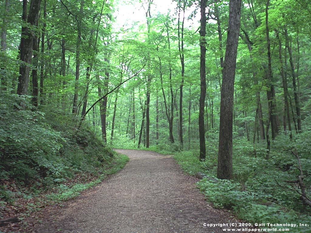 'Forest Path' 1024x768 Free 3D Wallpaper