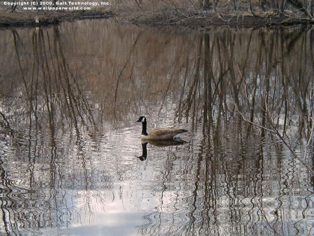 'Goose' 1024x768 Free 3D Wallpaper