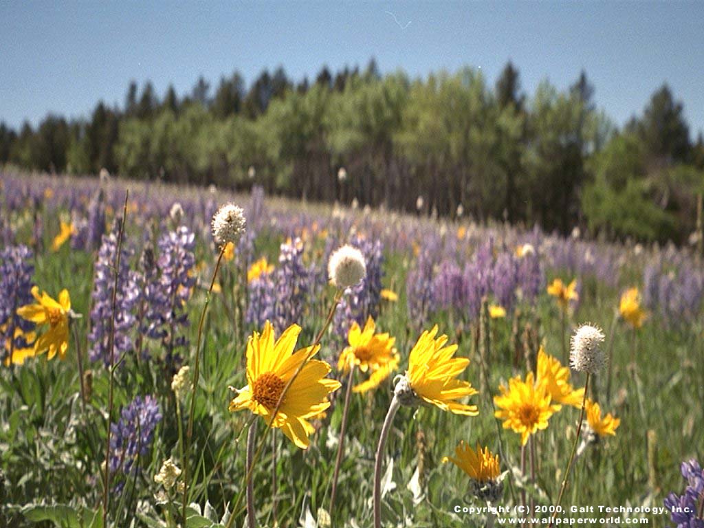 'Wild Flowers' 1024x768 Free 3D Wallpaper
