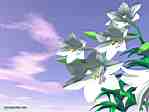 'Lilies' 3D Wallpaper