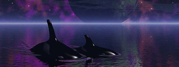 Orcas Dream
